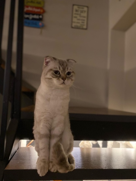 Scottish Fold, Kedi  Şeref Bey fotoğrafı