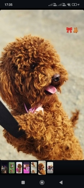 Poodle(Standart Kaniş), Köpek  Lora fotoğrafı