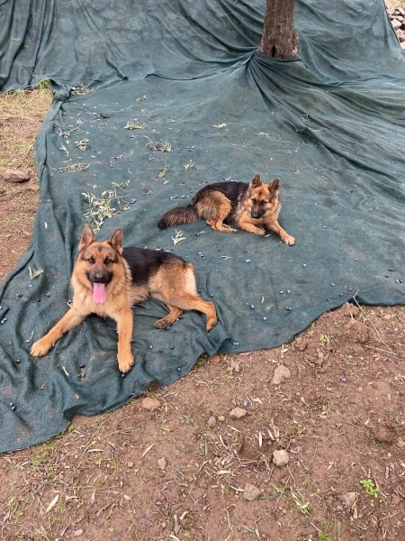 Alman Çoban Köpeği, Köpek  Kont ve kontes fotoğrafı
