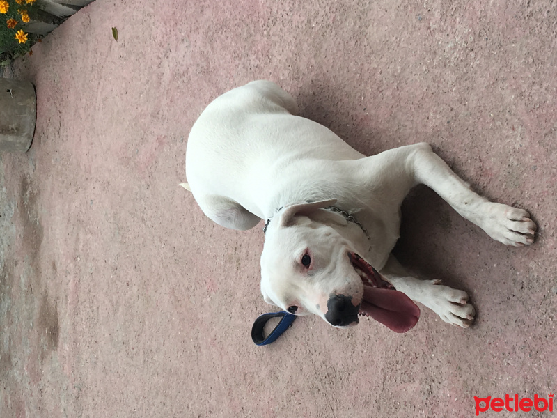 Dogo Arjantin, Köpek  Bella fotoğrafı