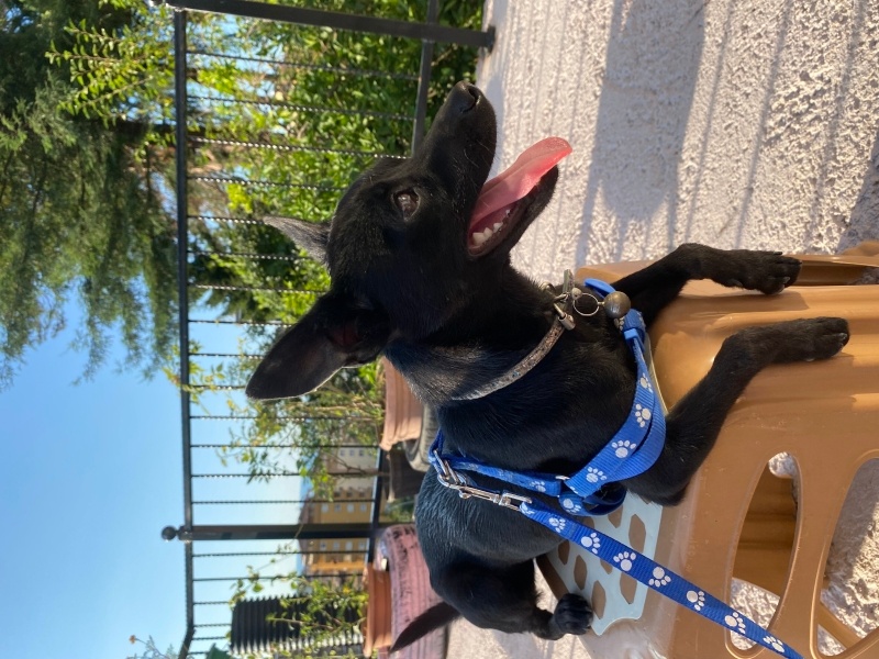 Chihuahua, Köpek  zeytin fotoğrafı