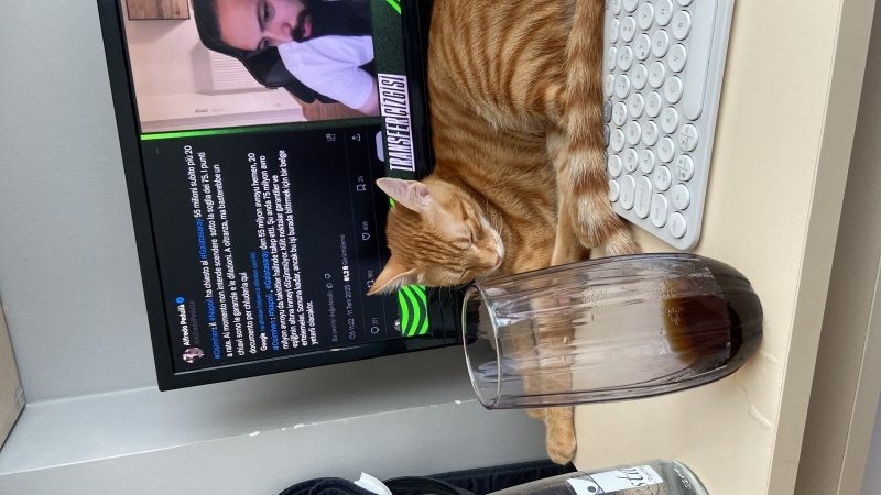 Sarman, Kedi  Sadi fotoğrafı