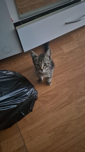 Tekir Kedi, Kedi  ismi yok istediğinizi koyabilirsiniz fotoğrafı