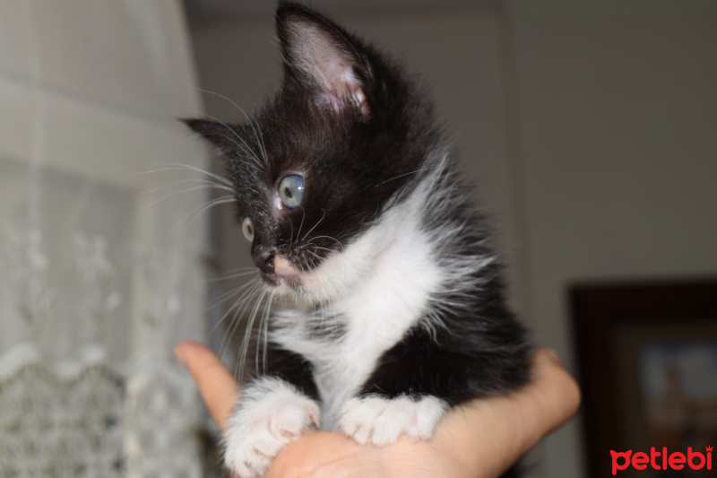 Tekir Kedi, Kedi  prenses fotoğrafı