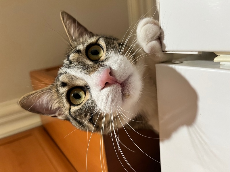 Tekir Kedi, Kedi  Luna fotoğrafı