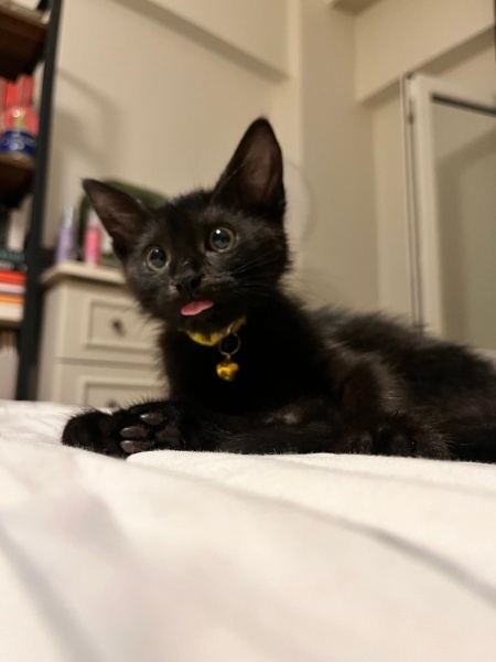 Bombay, Kedi  Gölge fotoğrafı