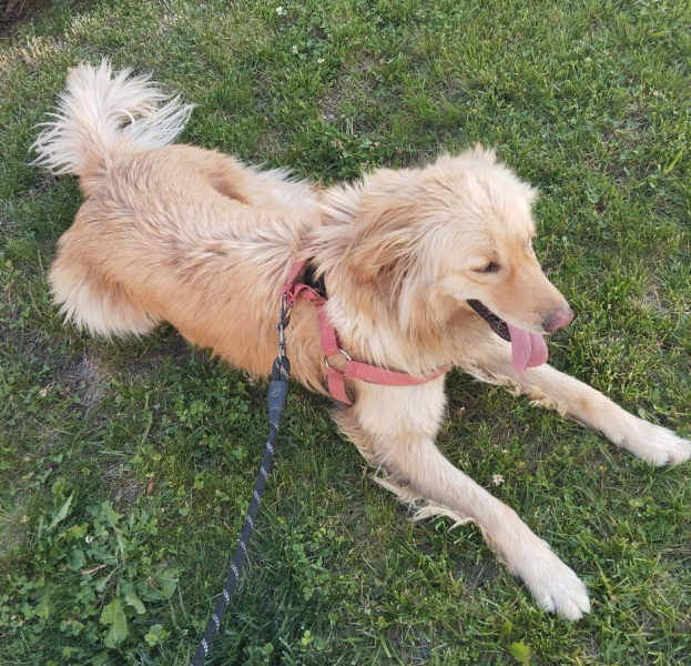 Golden Retriever, Köpek  Gold fotoğrafı