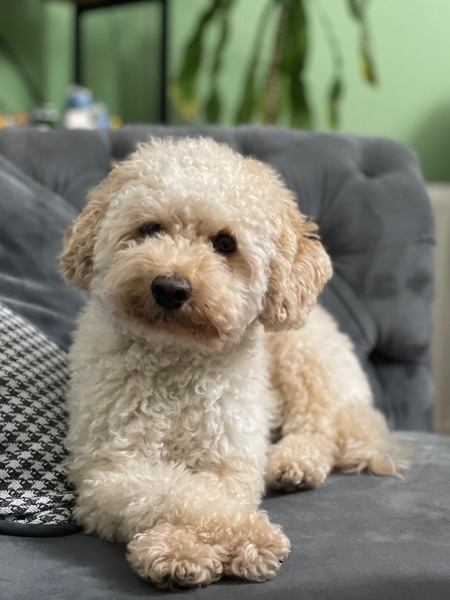 Poodle(Standart Kaniş), Köpek  Coffie fotoğrafı