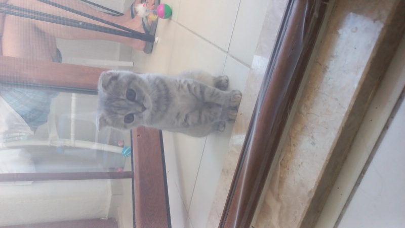 Scottish Fold, Kedi  Gümüş fotoğrafı