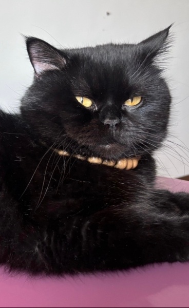 British Shorthair, Kedi  Pablo fotoğrafı