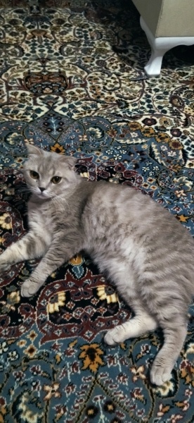 Scottish Fold, Kedi  Çiko fotoğrafı