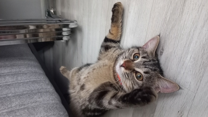 Tekir Kedi, Kedi  Balım fotoğrafı