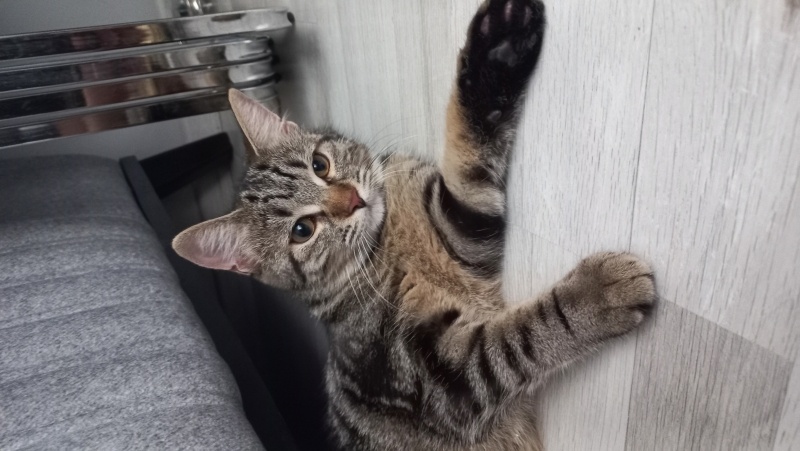 Tekir Kedi, Kedi  Balım fotoğrafı