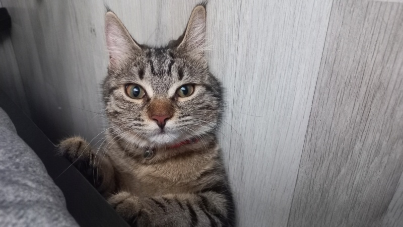 Tekir Kedi, Kedi  Balım fotoğrafı