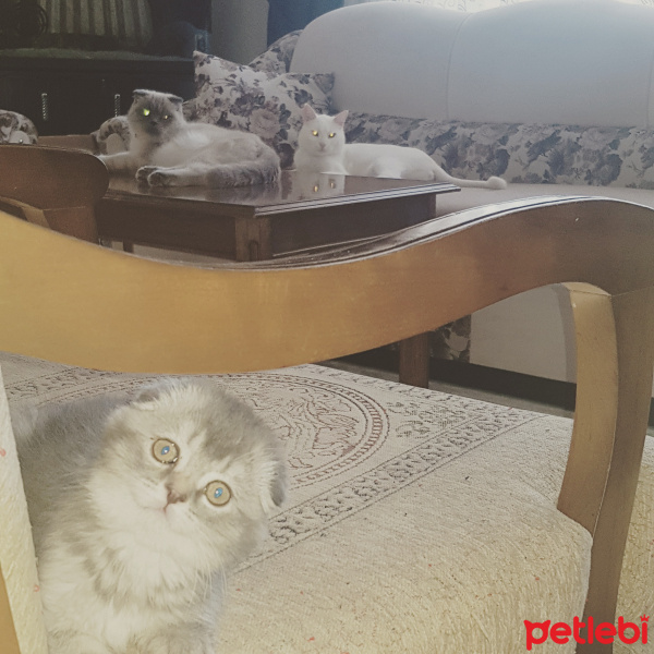 Tekir Kedi, Kedi  Ares&minnos&mia fotoğrafı