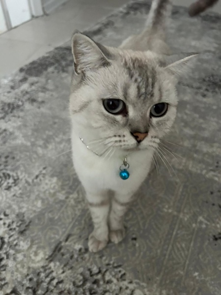 British Shorthair, Kedi  Linda fotoğrafı