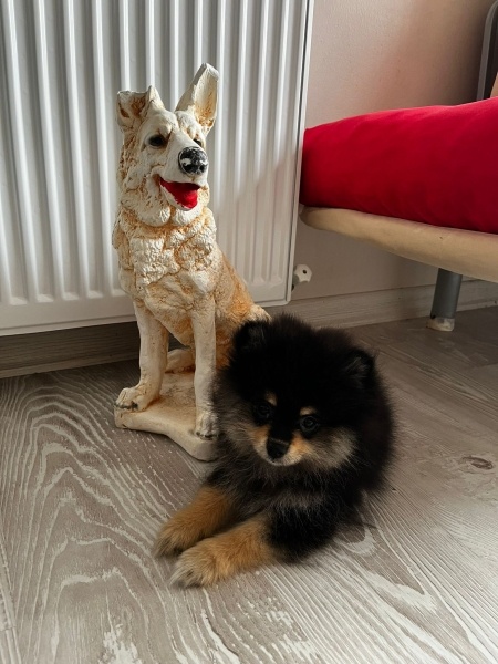 Pomeranyalı, Köpek  ares fotoğrafı