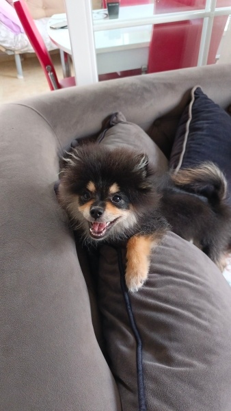Pomeranyalı, Köpek  ares fotoğrafı