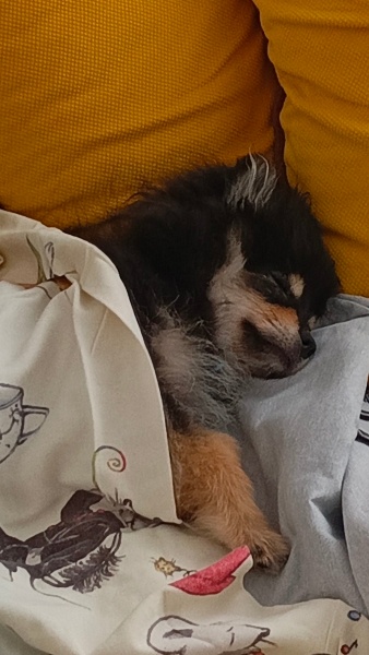 Pomeranyalı, Köpek  ares fotoğrafı