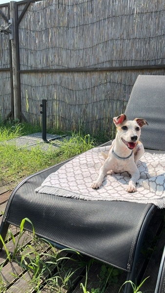 Jack Russell Terrier, Köpek  Latte fotoğrafı