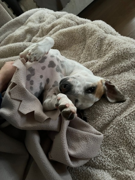 Jack Russell Terrier, Köpek  Latte fotoğrafı
