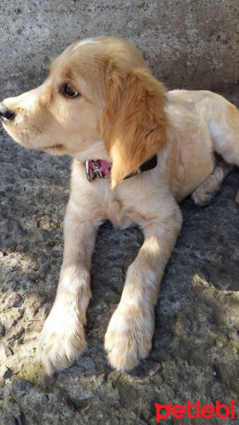 Golden Retriever, Köpek  Maya fotoğrafı