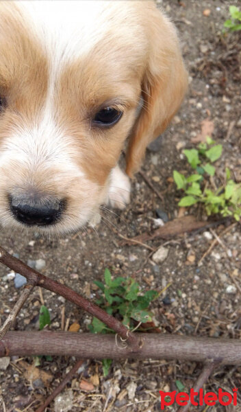 Golden Retriever, Köpek  Maya fotoğrafı