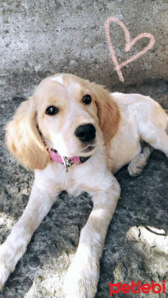 Golden Retriever, Köpek  Maya fotoğrafı