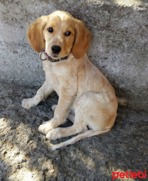 Golden Retriever, Köpek  Maya fotoğrafı