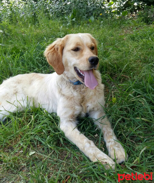 Golden Retriever, Köpek  Maya fotoğrafı