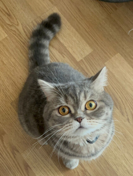 British Shorthair, Kedi  TOBY fotoğrafı