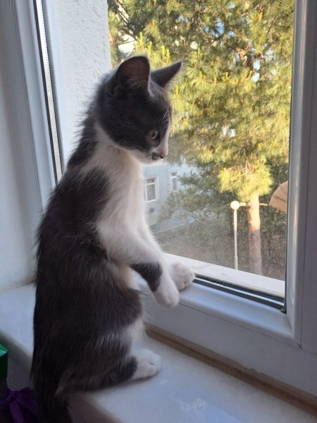 Tekir Kedi, Kedi  Kokoş fotoğrafı