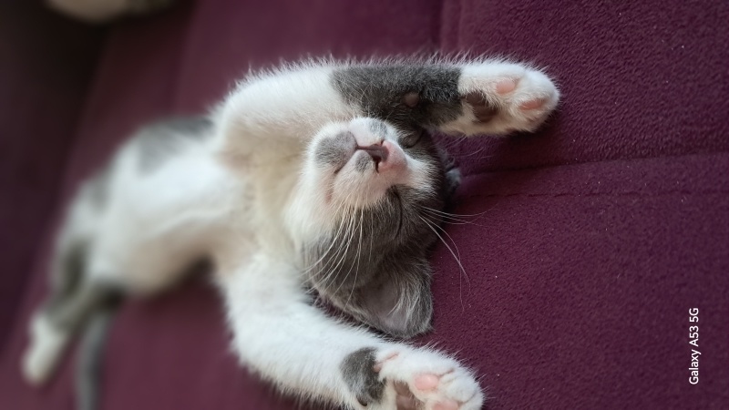 Tekir Kedi, Kedi  Kokoş fotoğrafı