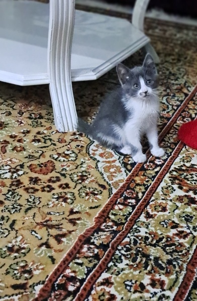 Tekir Kedi, Kedi  Kokoş fotoğrafı