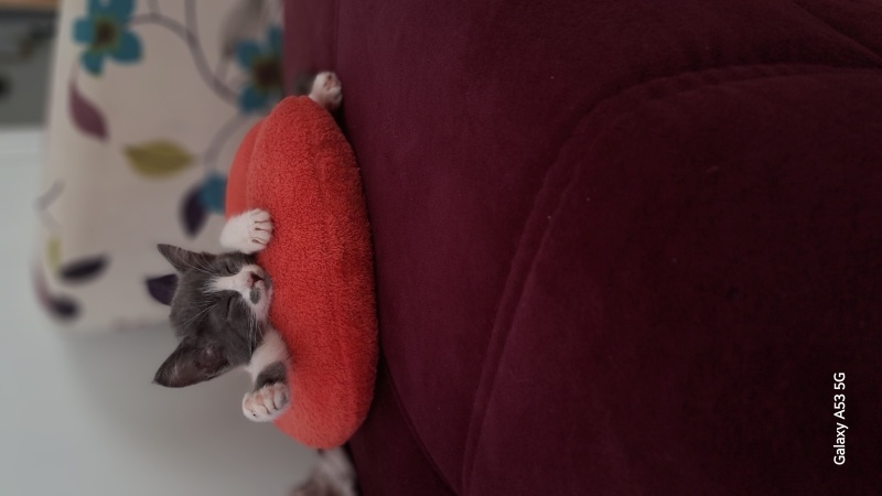 Tekir Kedi, Kedi  Kokoş fotoğrafı