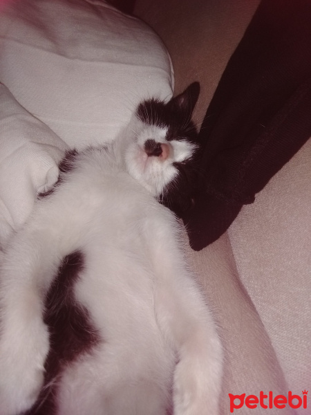 Tuxedo (Smokin) Kedi, Kedi  Bobo fotoğrafı