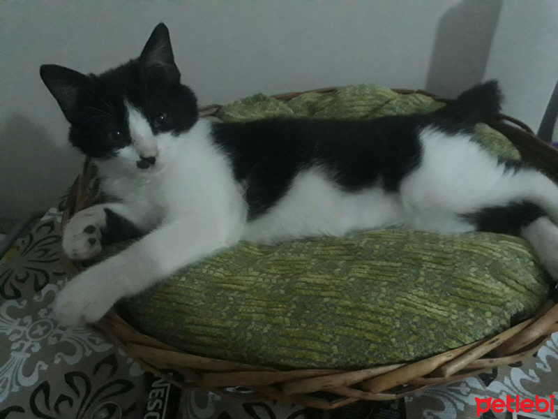 Tuxedo (Smokin) Kedi, Kedi  Bobo fotoğrafı