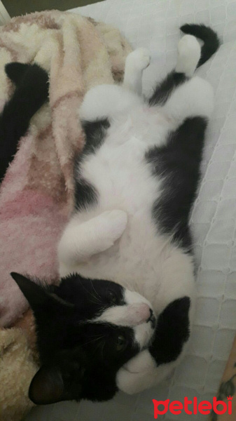 Tuxedo (Smokin) Kedi, Kedi  Bobo fotoğrafı
