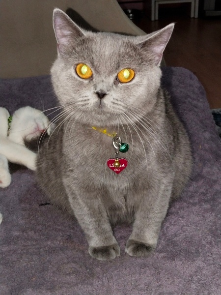 British Shorthair, Kedi  Süslü fotoğrafı