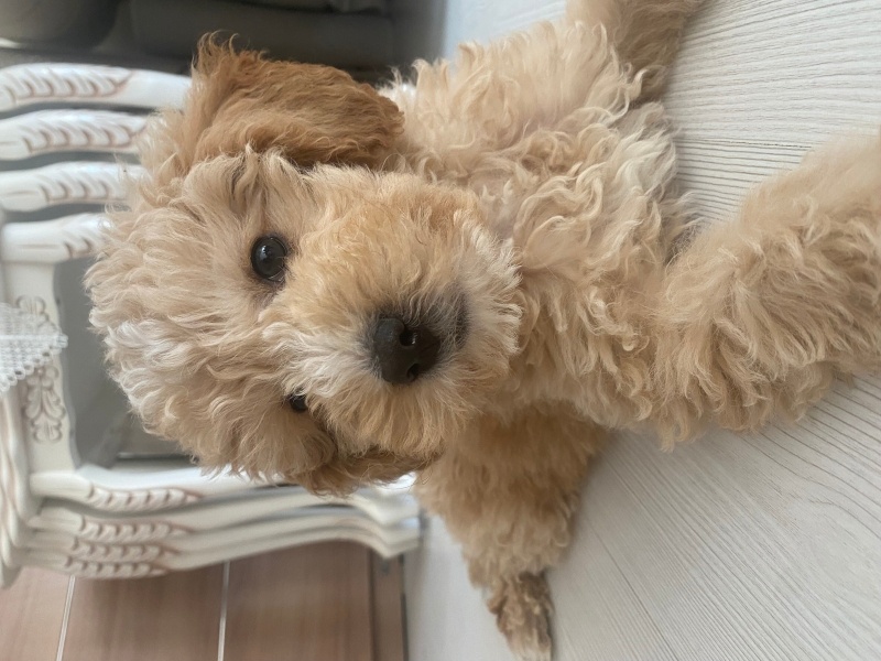 Poodle(Standart Kaniş), Köpek  Olin fotoğrafı