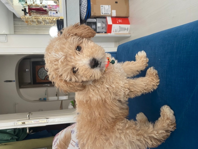 Poodle(Standart Kaniş), Köpek  Olin fotoğrafı