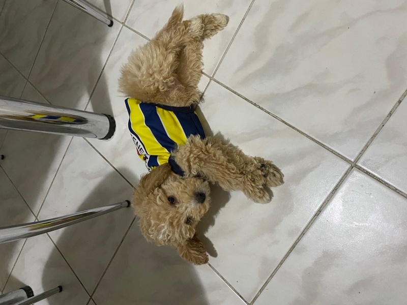 Poodle(Standart Kaniş), Köpek  Olin fotoğrafı
