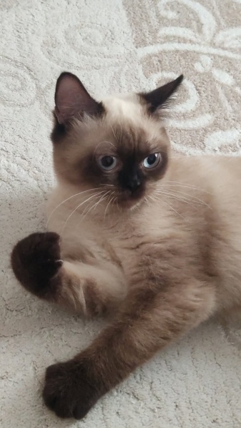Siyam Kedisi, Kedi  Paytak fotoğrafı