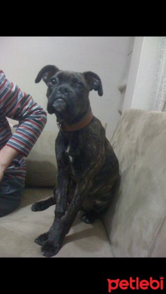 Boxer, Köpek  Eto’ya acil yuva arıyoruz fotoğrafı