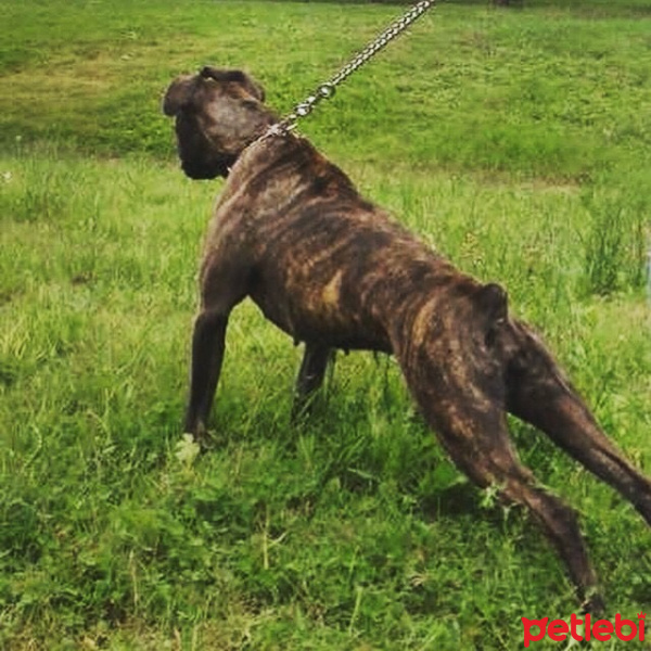 Boxer, Köpek  Eto’ya acil yuva arıyoruz fotoğrafı