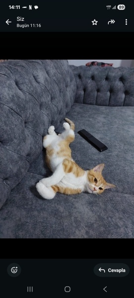 Sarman, Kedi  Limon fotoğrafı