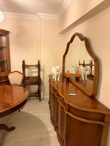 Ankara Kedisi, Kedi  LİNA fotoğrafı
