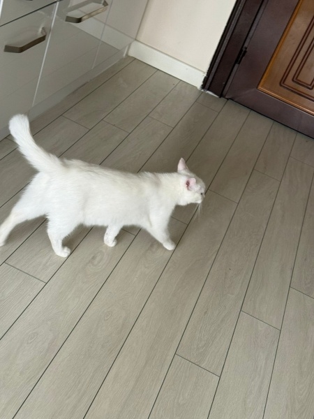Ankara Kedisi, Kedi  LİNA fotoğrafı