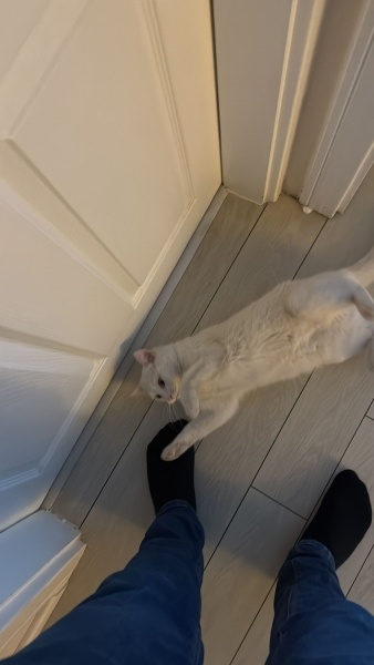 Ankara Kedisi, Kedi  LİNA fotoğrafı