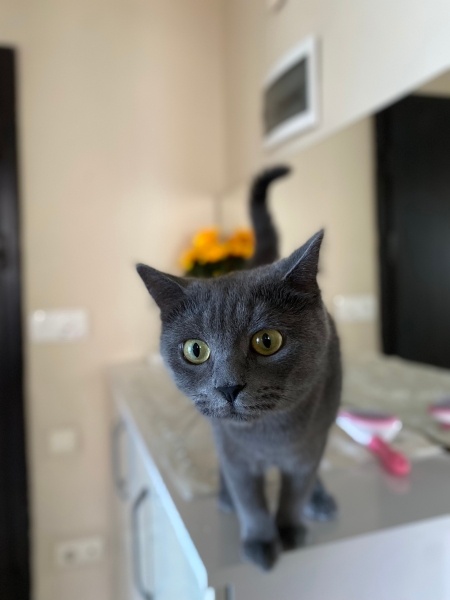 British Longhair, Kedi  Yumak fotoğrafı